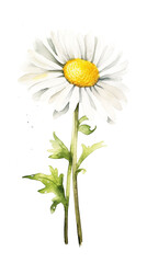 watercolor drawing small daisies, white sheet, paper texture, empty white background