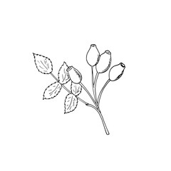 Rosehip vector drawing. Sketch of branch with rosehip fruit and leaves. Hand-drawn rosehip branch. Isolated rosehip vector illustration on white background.