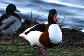 A beautiful animal portrait of a Common Shelduck