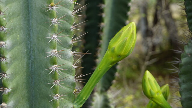 Closeup of plant cereus jamacaru with flower also known as Queen of the night, Cardeiro, Mandacaru