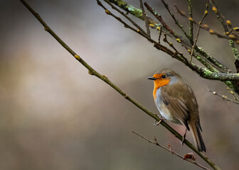 Robin