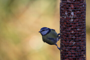 Naklejka premium A beautiful animal portrait of a lone Blue Tit bird