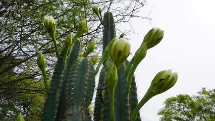 Closeup of plant cereus jamacaru with flower also known as Queen of the night, Cardeiro, Mandacaru