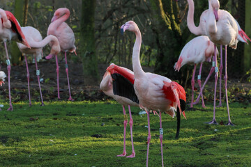 A beautiful animal portrait of a flock of Pink Flamingo with their wings spread