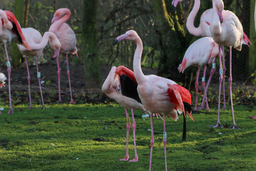 A beautiful animal portrait of a flock of Pink Flamingo with their wings spread