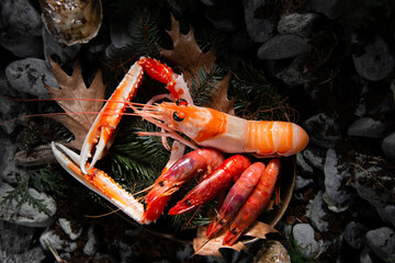 norway lobster and shrimps on leaf. Gourmet food chef 