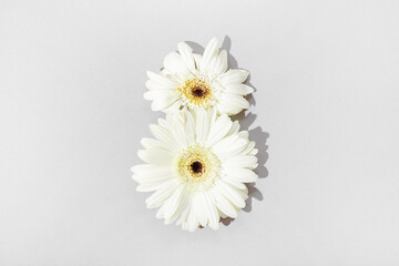 Postcard for Women's Day with copy space for text, white gerberas laid out in the shape of the number 8