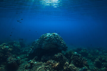 Tranquil underwater scene with corals. Tropical blue ocean