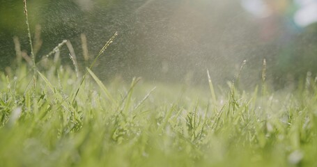 falling Water Dew drops on fresh green grass lawn with sunlight rays flare shining in the morning