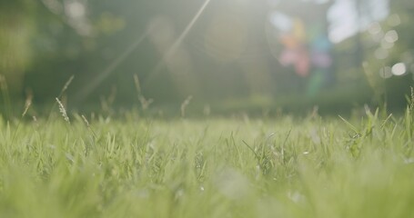 fresh nature green grass lawn and unfocused of colorful windmill fan Rotating Pinwheel wind turbine Toy with sunlight rays flare shining in the morning - obrazy, fototapety, plakaty