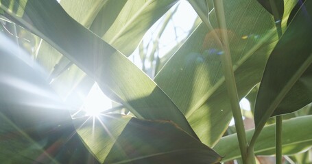 Beauty in nature sunlight rays flare through tropical greenery leaves plant in sunny day