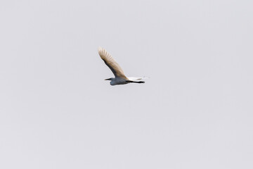 Telephoto of a great white Egret -Ardea alba- in Flight over the Okavango Delta, Botswana.