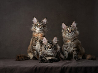 Three Maine Coon cats pose, studio setting. Elegant felines with tufted ears and fluffy tails...