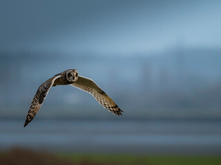 Short Eared Owl