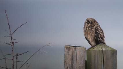 Short Eared Owl