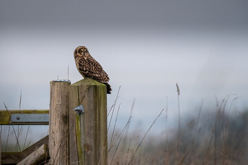 Short Eared Owl