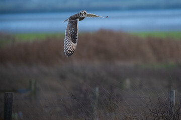 Short Eared Owl