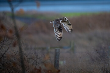 Short Eared Owl
