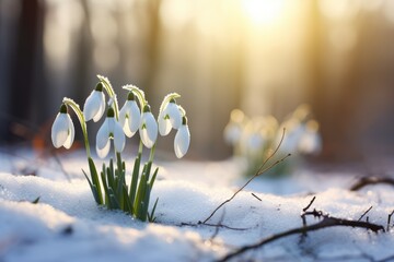Snowdrop flower growing in snow in early spring forest. Spring flowers snowdrops symbolize the arrival of spring - obrazy, fototapety, plakaty