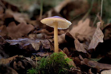 A macro photograph showing a common bonnet mushroom (mycena galericulata) growing through the autumn leaves on the forest floor.