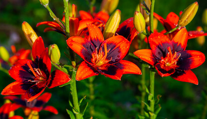 Flowers, petals, stamens and pistils of large red lilies on flower bed. © okyela