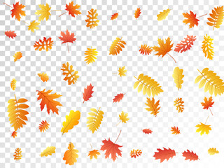 Oak, maple, wild ash rowan leaves vector, autumn foliage on transparent background. - obrazy, fototapety, plakaty