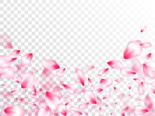 Pink sakura petals confetti flying and falling