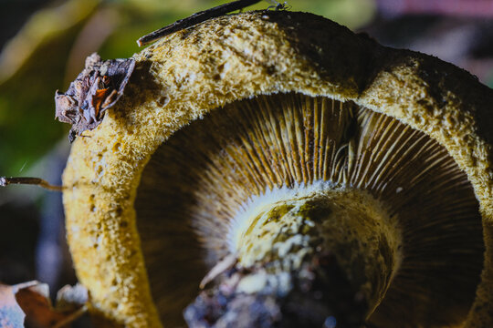 Close up macro of Milk-cap mushroom (Lactarius necator) in the autumn forest