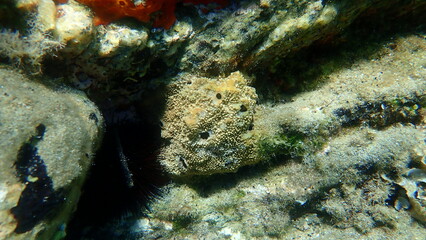 Naklejka na ściany i meble Variable loggerhead sponge (Ircinia variabilis) undersea, Aegean Sea, Greece, Halkidiki