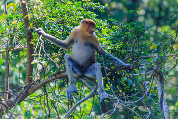 proboscis monkey or nasalis larvatus