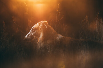 Russian Dog, Borzoi Resting On Grass In Rays Of Setting Sun. Russian Hunting Sighthound In Summer Sunset Sunrise Meadow Field. Greyhound Dog Lurking In Ambush.