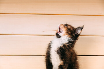 Funny Curious 10 Week Old Classic Black Tabby Young Maine Coon Kitten Cat Yawns At Wooden Board Background. Coon Cat, Maine Cat, Maine Shag at Home. Amazing Pets Pet.