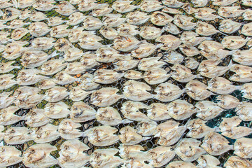 Dried salted fish in open space at Maiga island, an island mainly inhabited by sea Bajau.