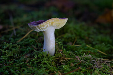 A Macro Photograph of a Rusula Mushroom Growing Through Liken in a Forest.