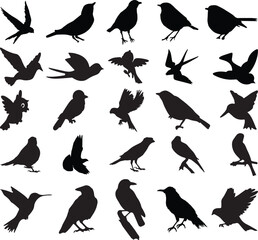 bird, illustration, silhouette, vector, isolated, animal, black, design,
 freedom, graphic, element, icon, beautiful, free, vintage,
 design element, clipart, clip, stroke, zoo, woman