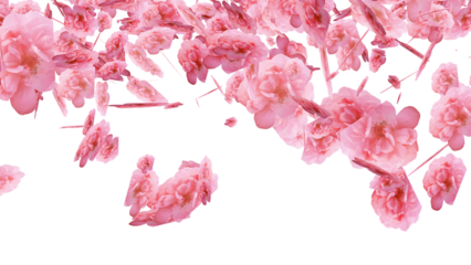 Sakura petals for overlays , Also good background for scene and titles, logos. Concept of love, romance,Valentine, mother's day, rose day