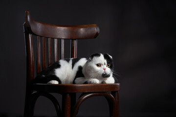 A black and white Scottish Fold cat lounges on a wooden chair, its striking eyes and folded ears...
