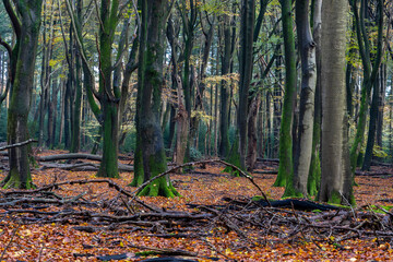 End of autumn season in the forest