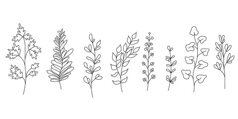 Collection of wild herbs and leaves. Linear vector illustration isolate don white background © tiena