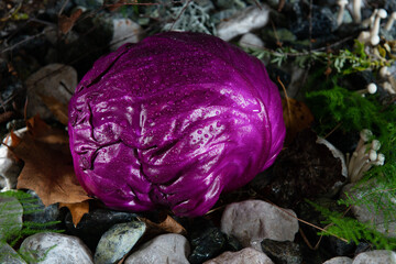 red cabbage on nature leaf and foliage 
