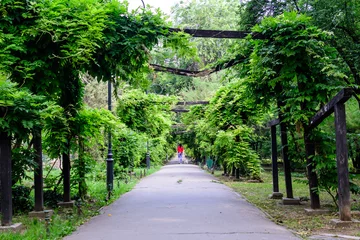 Foto op Plexiglas Minimalist garden landscape with linden trees and green leaves near a grey alley in a sunny summer day in Cismigiu Garden in Bucharest, Romania . © Cristina Ionescu