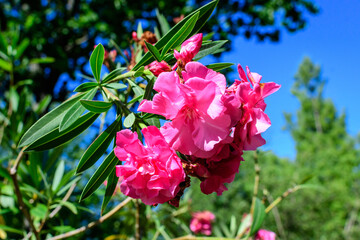Close up of delicate pink flowers of Nerium oleander and green leaves in a exotic Italian garden in...