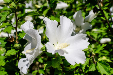 One white flower of hibiscus syriacus plant, commonly known as Korean rose, rose of Sharon, Syrian ketmia, shrub althea or rose mallow, in a garden in a sunny summer day .