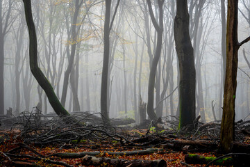 Almost spooky in a foggy autumn forest 