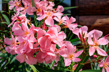 Close up of delicate pink flowers of Nerium oleander and green leaves in a exotic garden in a sunny...