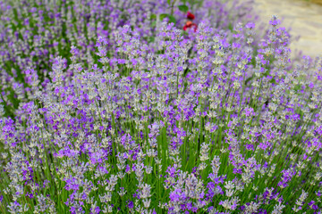 Obraz premium Many small blue lavender flowers in a garden in a sunny summer day photographed with selective focus, beautiful outdoor floral background.
