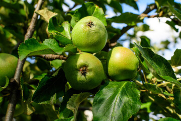 Vivid small fresh green apples and leaves on branches in a large old tree in an orchard in a sunny summer day.