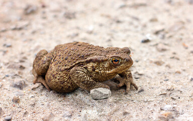 Brown frog on the ground