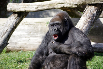 Gorille la bouche ouverte