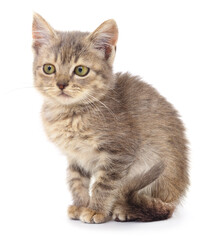 Kitten on white background.